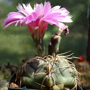 DSC05458Gymnocalycium ritterianum