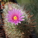 DSC05459Mammillaria wrightii