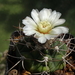 DSC05467Gymnocalycium castellasnosii LB 1334