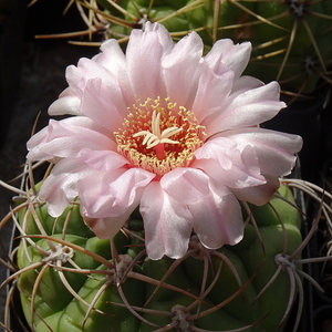 DSC05473Gymnocalycium ritterianum