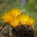 DSC05543Lobivia arachnacantha