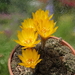 DSC05544Lobivia arachnacantha