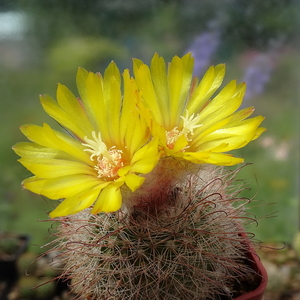 DSC05546Parodia riojensis TB459.3