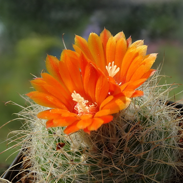 DSC05548Parodia herzogii TB738.2