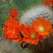 DSC05555Aylostera aiquilensis KK 1926