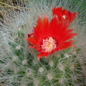 DSC05556Parodia penicillata