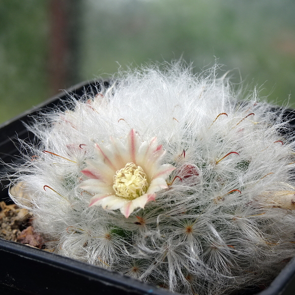 DSC05570Mammillaria bocasana multilanata