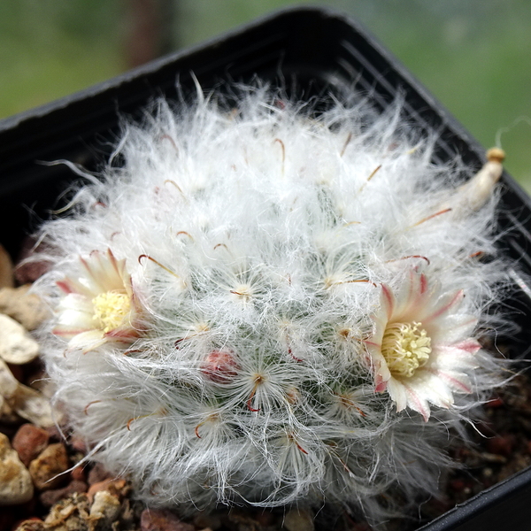 DSC05571Mammillaria bocasana multilanata