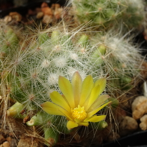 DSC05572Mammillaria baumii