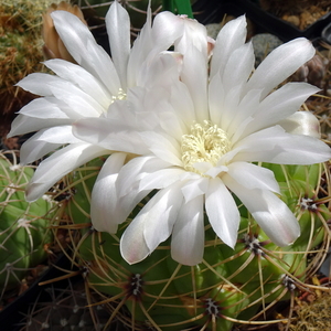 DSC05573Gymnocalycium multiflorum DUŻE