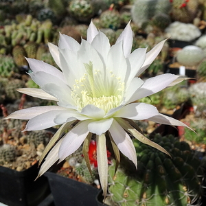 DSC05576Echinopsis ancistrophora