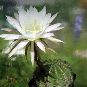 DSC05578Echinopsis ancistrophora