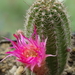 DSC05598Chamaecereus Lincoln Friend Altelensis