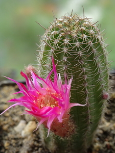 DSC05598Chamaecereus Lincoln Friend Altelensis