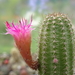 DSC05599Chamaecereus Lincoln Friend Altelensis