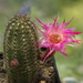 DSC05607Chamaecereus Lincoln Altelensis