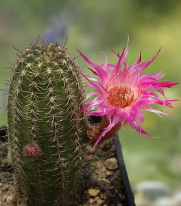 DSC05607Chamaecereus Lincoln Altelensis