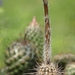 DSC05611Setiechinopsis mirabilis