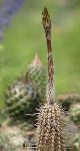 DSC05611Setiechinopsis mirabilis