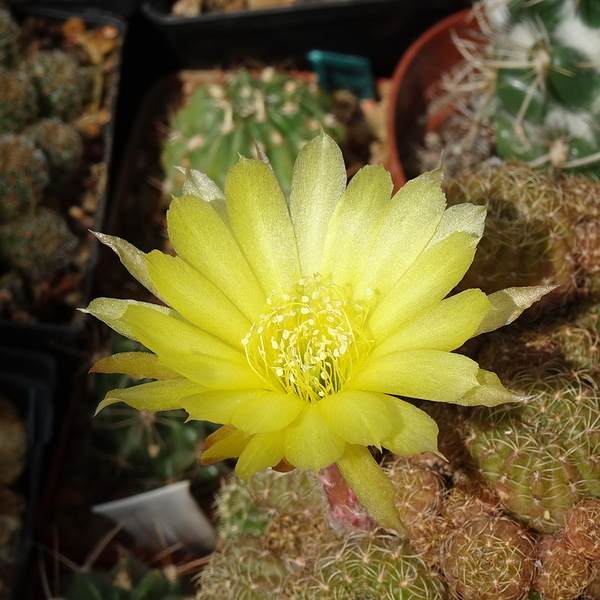 DSC05612Lobivia arachnacantha