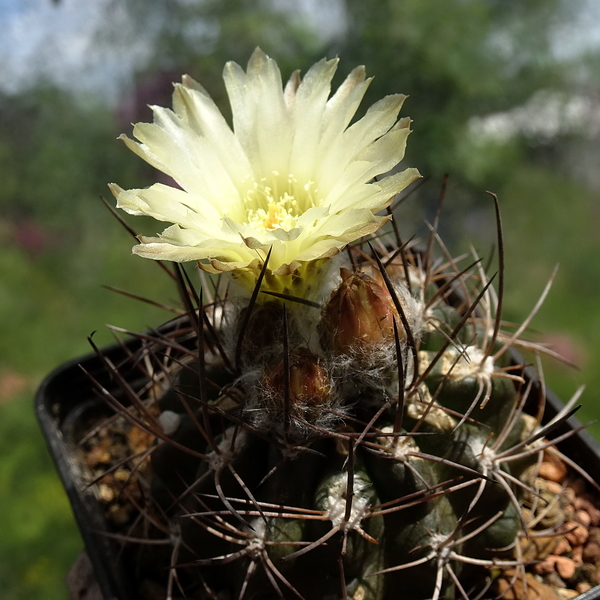 DSC05623Horridocactus pulchellus