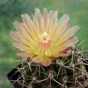 DSC05629Horridocactus minor nr.2