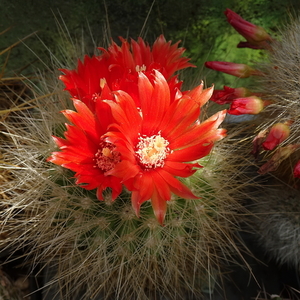 DSC05637Parodia penicillata