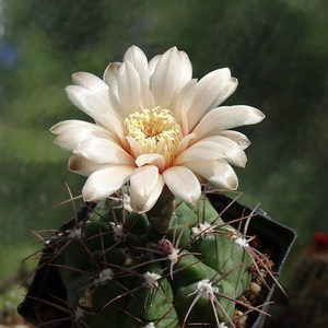 DSC05648Gymnocalycium fischerii MT07