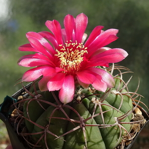 DSC05650Gymnocalycium carminanthum