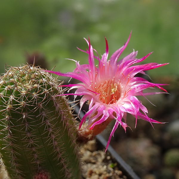 DSC05654Chamaecereus Lincoln Altelensis