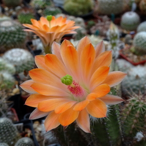 DSC05660Echinocereus salm-dyckianus