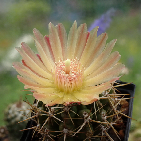 DSC05691Horridocactus minor