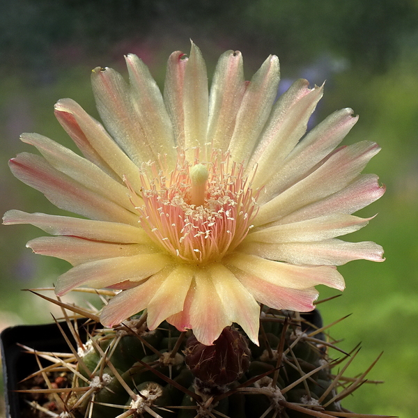 DSC05695Horridocactus minor