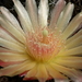 DSC05703Horridocactus minor