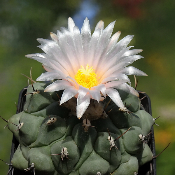 DSC05714Thelocactus lophothele