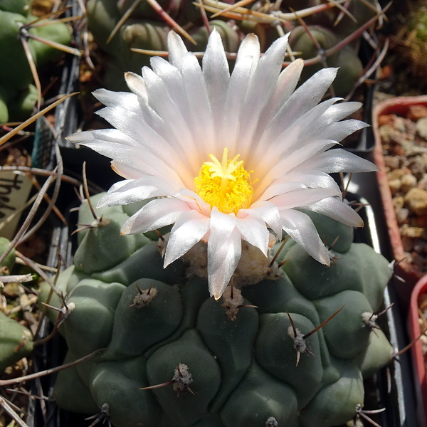 DSC05713Thelocactus lophothele