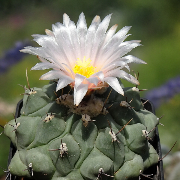 DSC05715Thelocactus lophothele