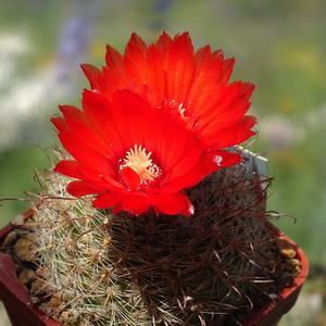 DSC05717Parodia glischrocarpa f. guachipasana TB416.1