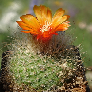 DSC05719Parodia herzogii TB738.2