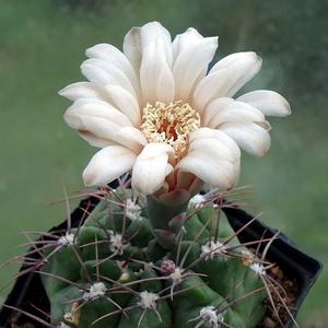 DSC05727Gymnocalycium fischerii MT07