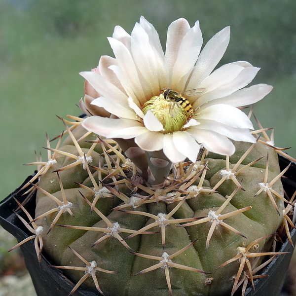 DSC05731Gymnocalycium kozelskianum