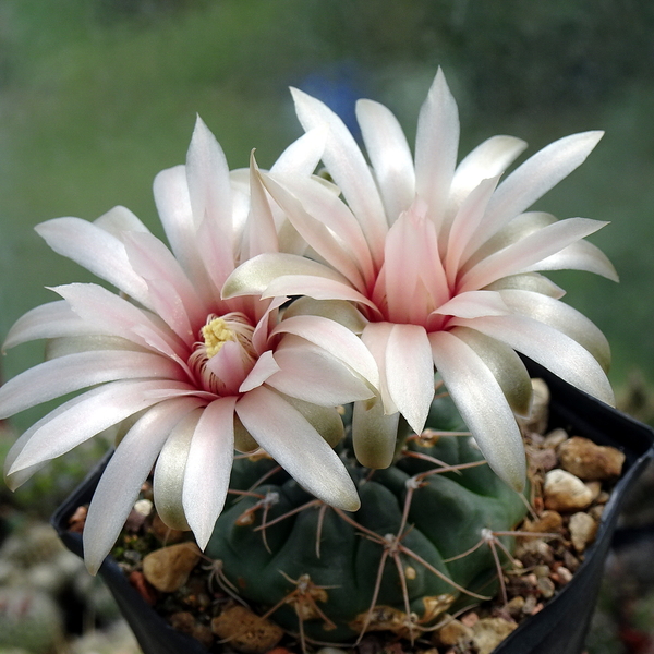 DSC05732Gymnocalycium catamarense TOM 07-293