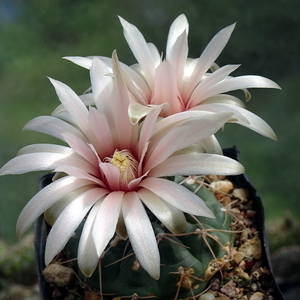 DSC05733Gymnocalycium catamarense TOM 07-293