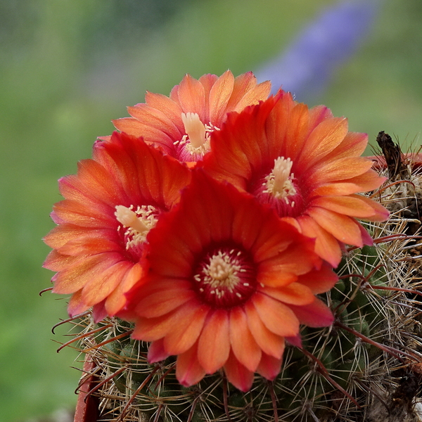 DSC05736Parodia rubellihamata P253