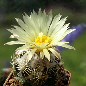 DSC05748Coryphantha cornifera mała 4