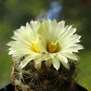 DSC05750Coryphantha indensis