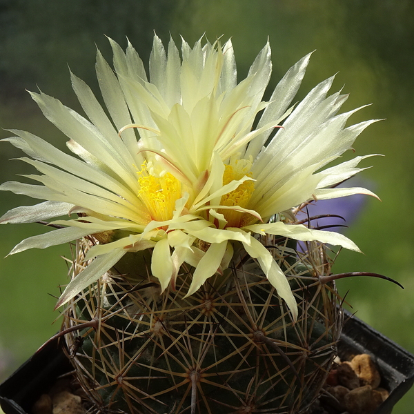 DSC05752Coryphantha compacta