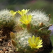 DSC05753Mammillaria baumii