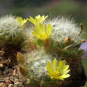 DSC05753Mammillaria baumii