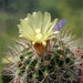 DSC05755Parodia procera TB1042.2